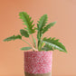 Philodendron Narrow Escape (Large)