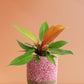 Philodendron Prince Of Orange (Large)