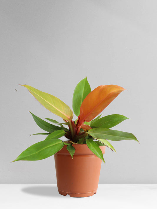 Philodendron Prince Of Orange (Large)