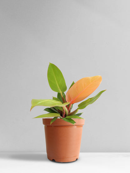 Philodendron Prince Of Orange (Medium)