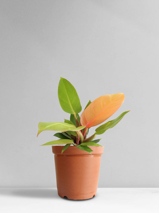 Philodendron Prince Of Orange (Medium)