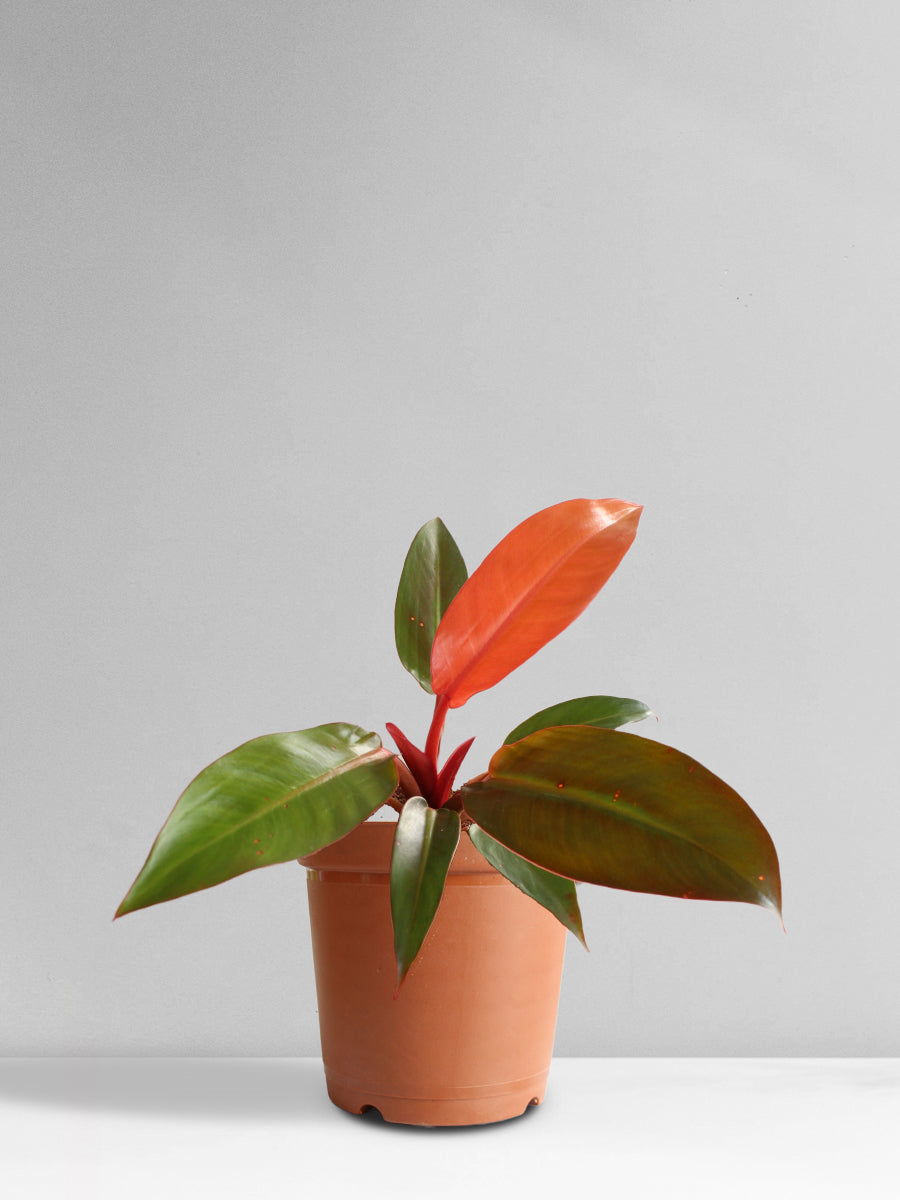 Philodendron Red King (Medium)