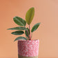 Philodendron Rojo Congo (Medium)