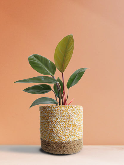 Philodendron Rojo Congo (Medium)