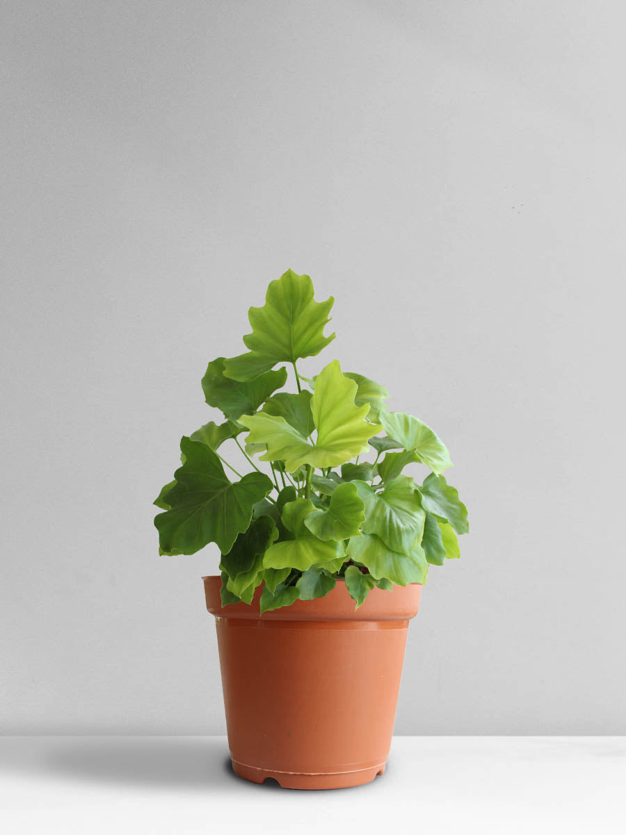 philodendron shangri la size Philodendron Shangri-la (Large) – Greenkin