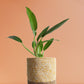 Philodendron Wendlandii (Medium)