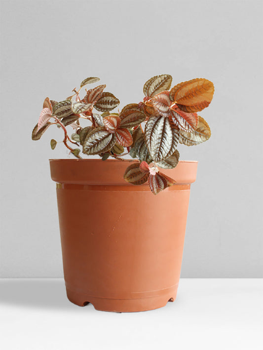 Pilea Friendship (Medium)