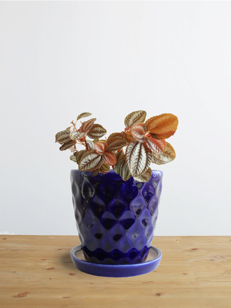 Pilea Friendship (Small)