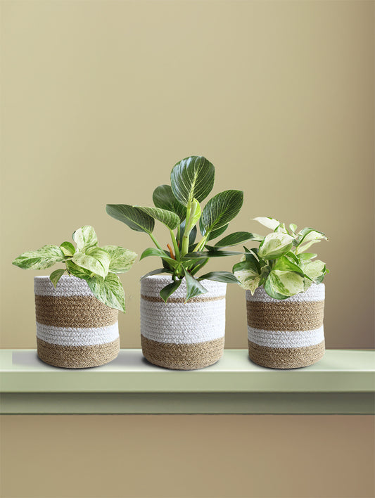 Rare Variegated Combo