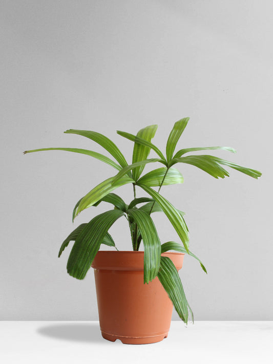 Rhapis Palm (Large)