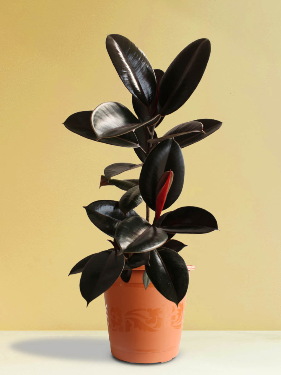 rubber plant from Greenkin for home decor