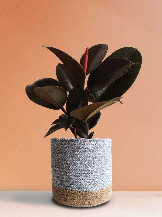 Rubber Plant Burgundy (Large)