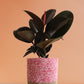 Rubber Plant Burgundy (Large)