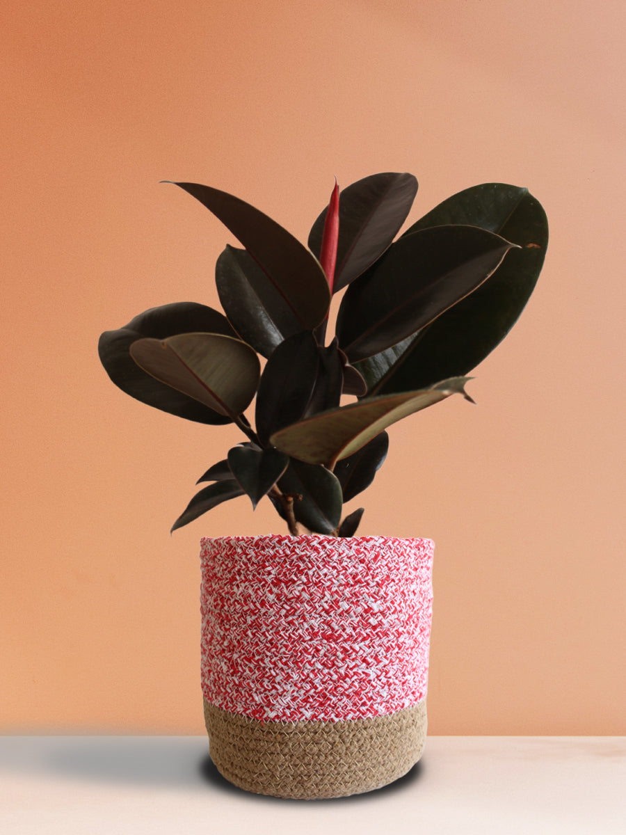 Rubber Plant Burgundy (Large)