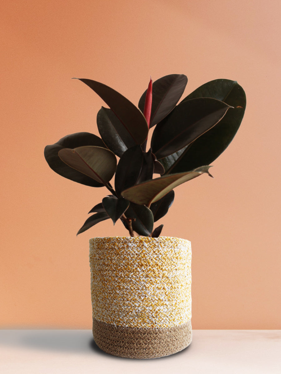 Rubber Plant Burgundy (Large)