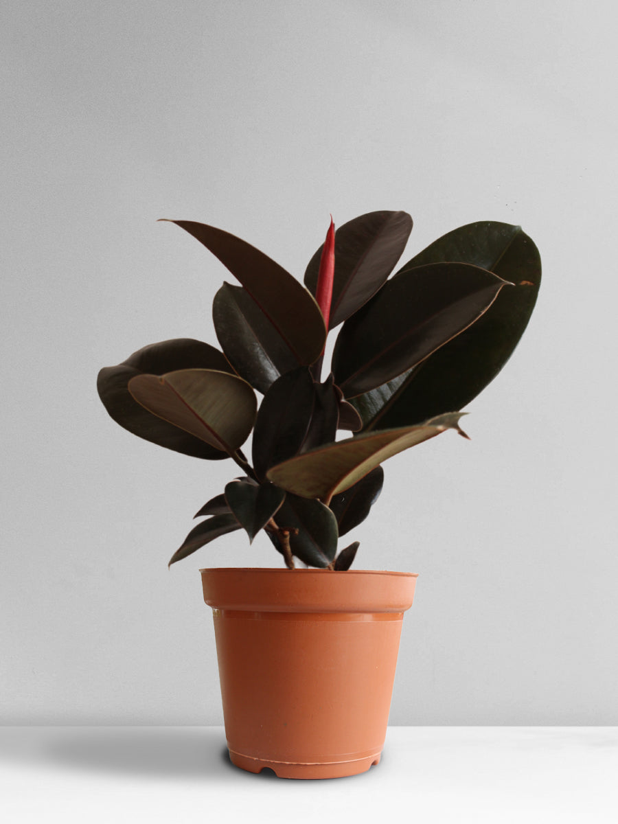 Rubber Plant Burgundy (Large)