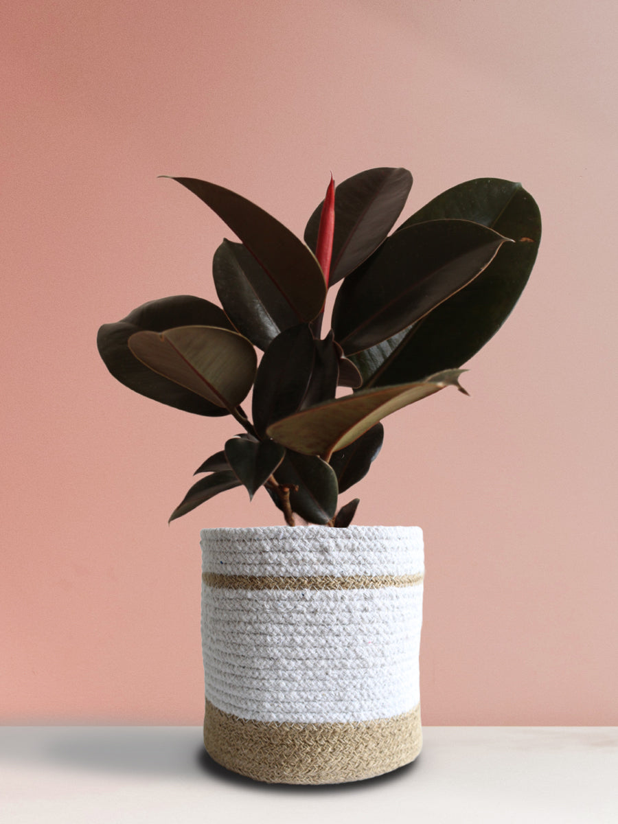 Rubber Plant Burgundy (Large)