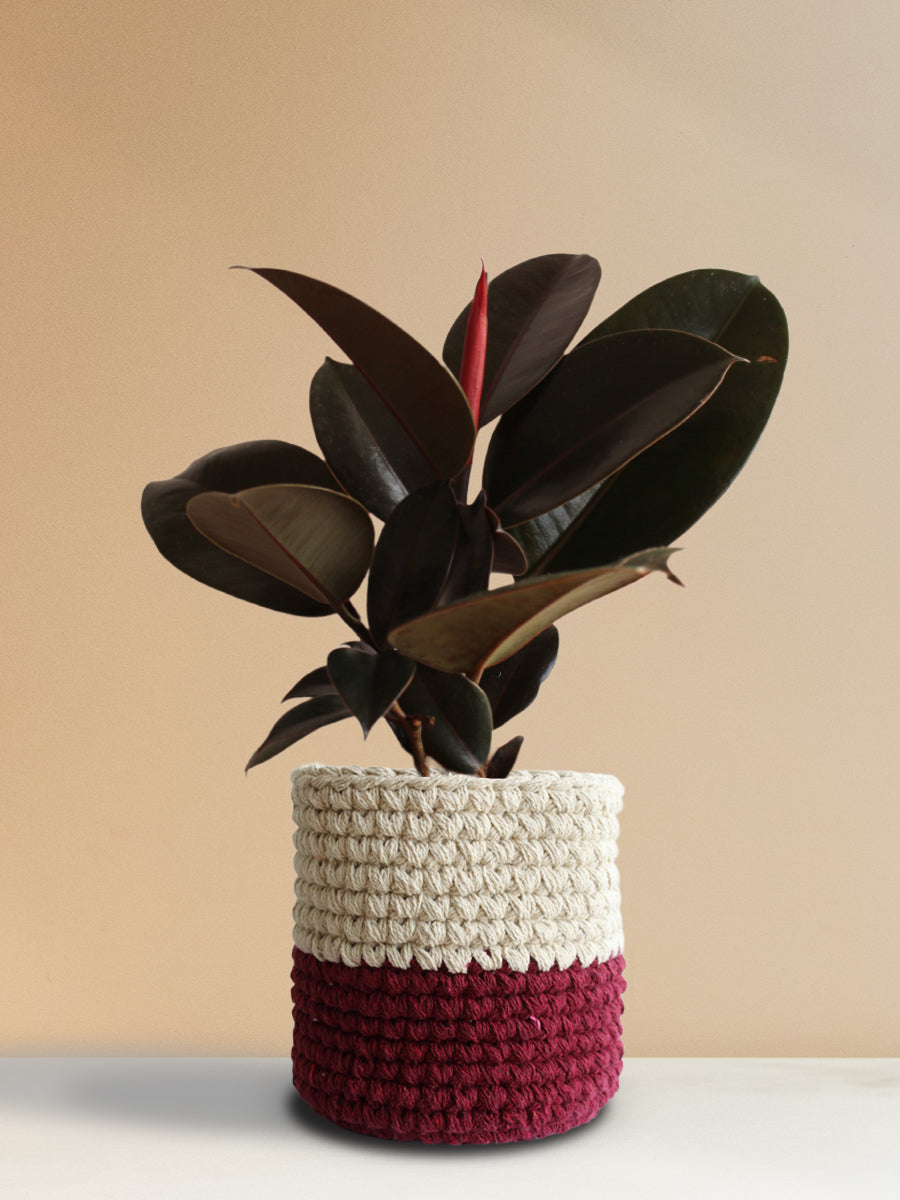 Rubber Plant Burgundy (Large)