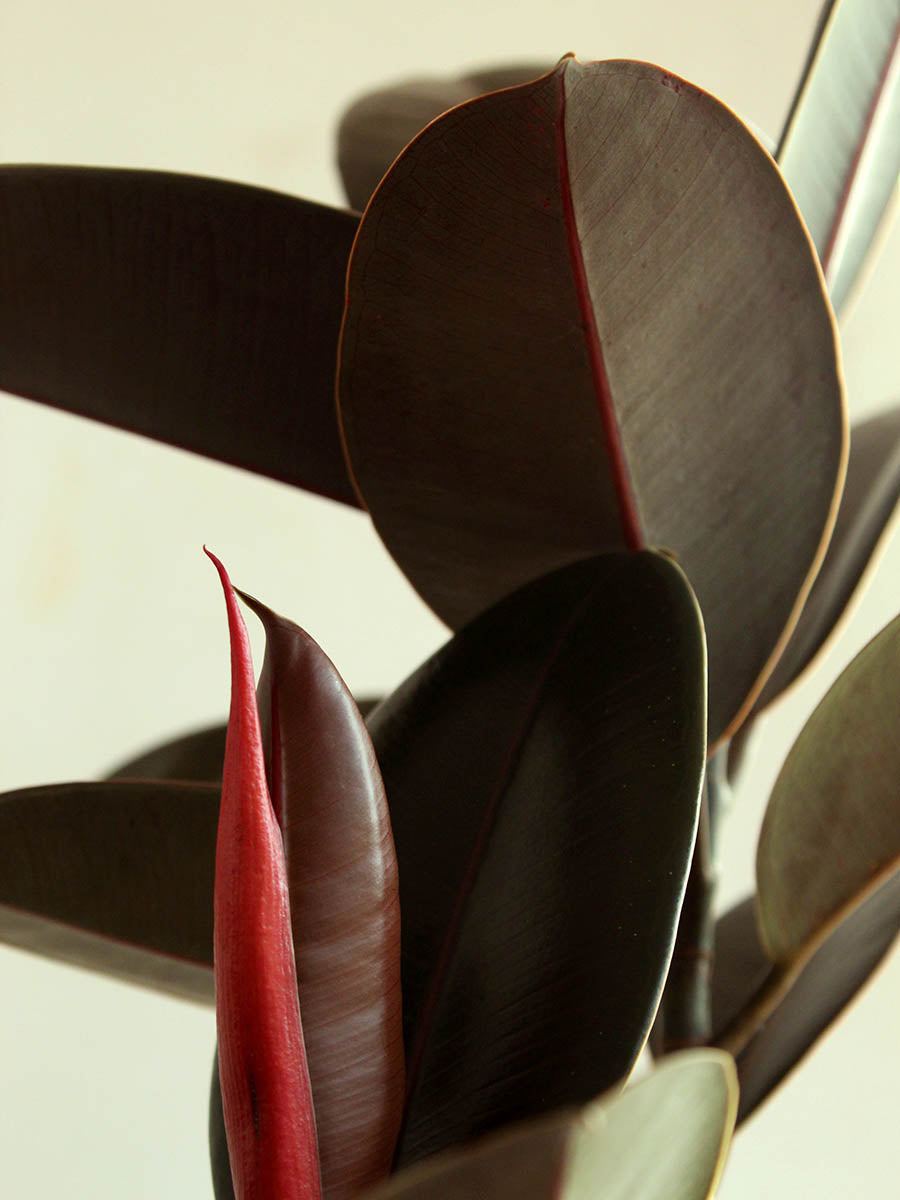exqisite and exotic rubber plant in burgundy color