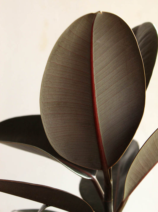 air-purifying rubber plant for sale