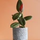Rubber Plant Green (Large)
