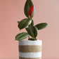 Rubber Plant Green (Large)