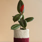 Rubber Plant Green (Large)
