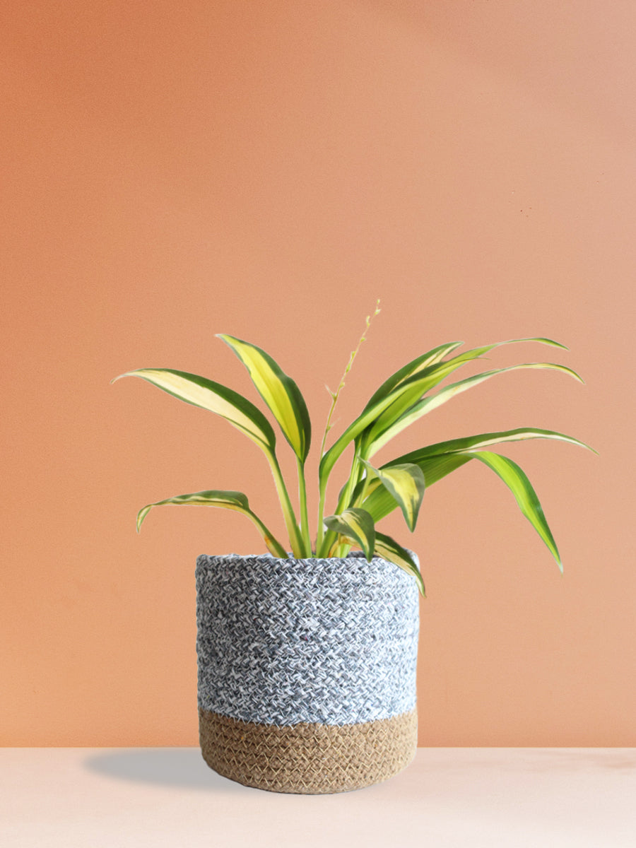 Spider Plant Golden (Medium)