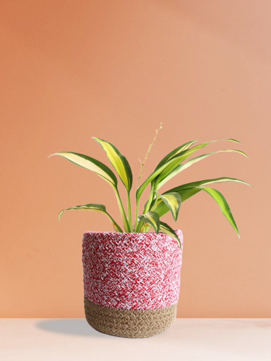 Spider Plant Golden (Medium)