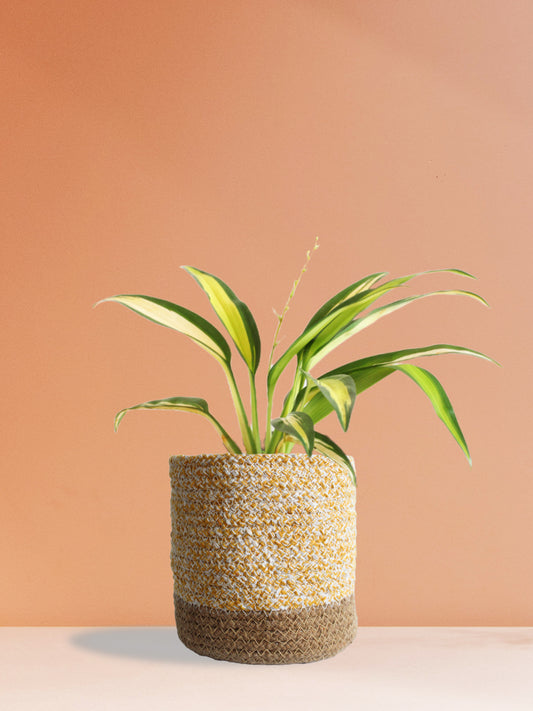 Spider Plant Golden (Medium)