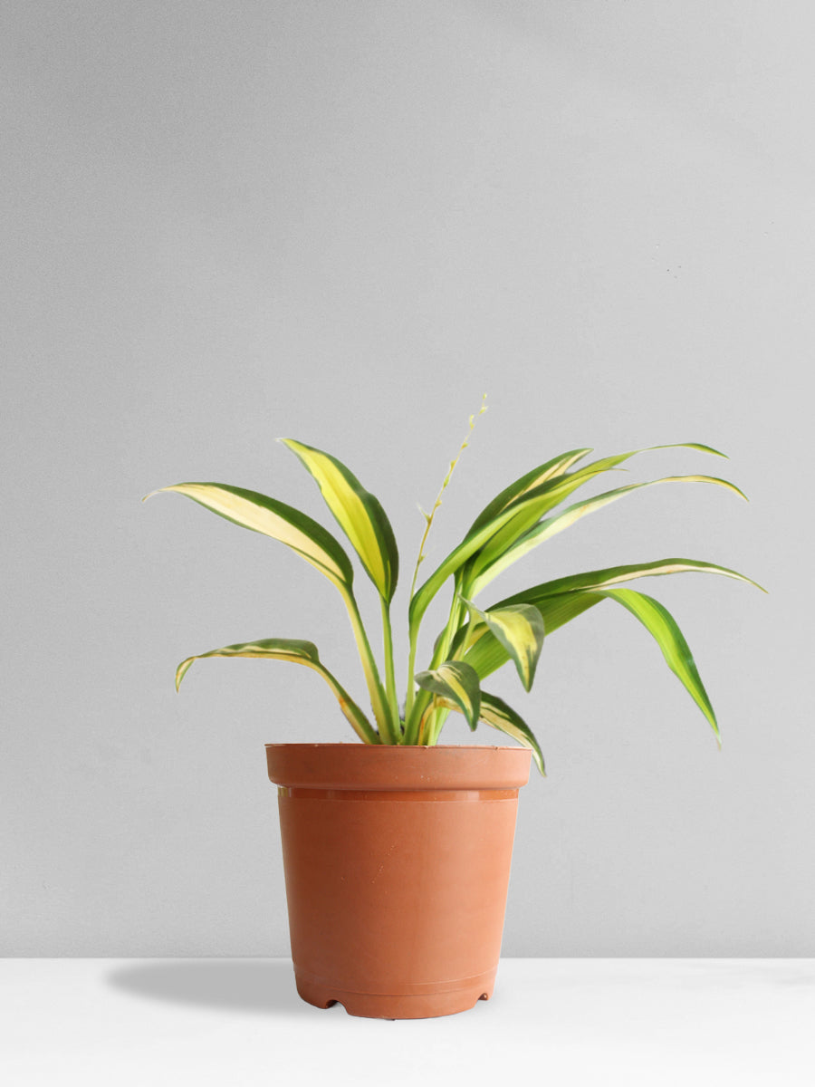 Spider Plant Golden (Medium)