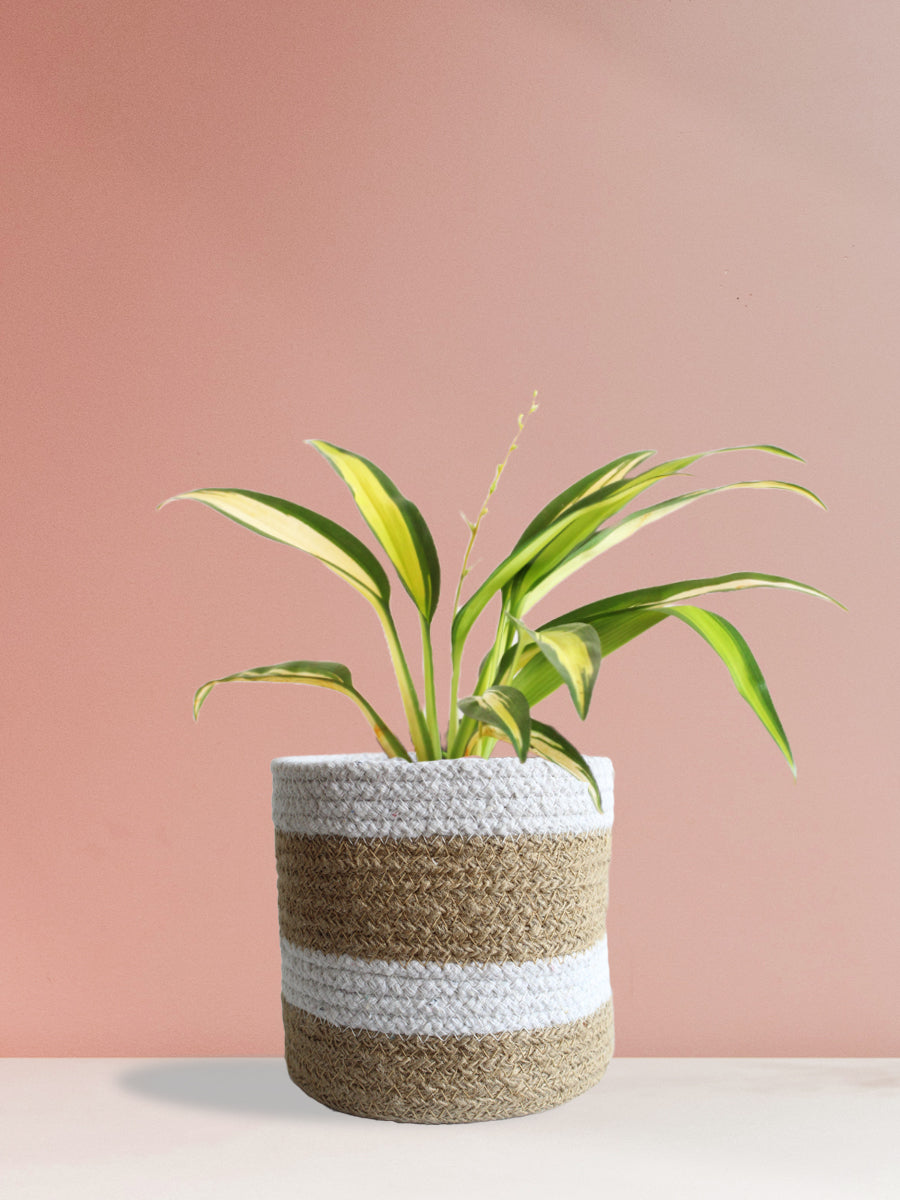 Spider Plant Golden (Medium)