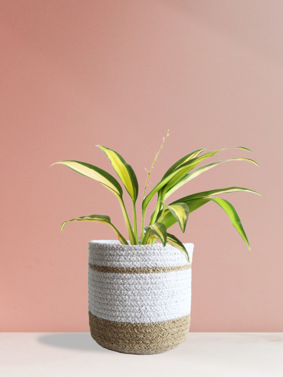 Spider Plant Golden (Medium)