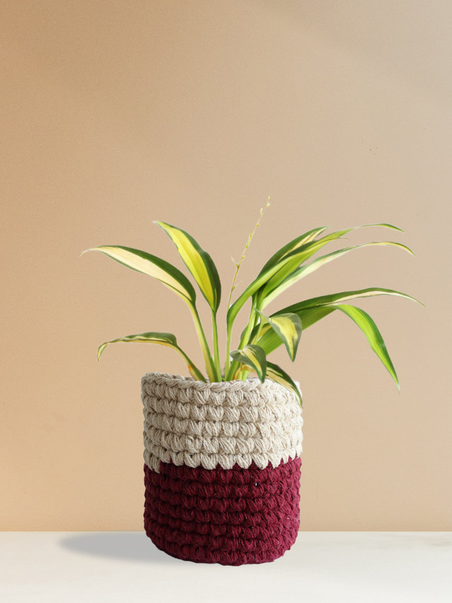 Spider Plant Golden (Medium)