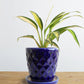 Spider Plant Golden (Small)