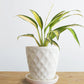 Spider Plant Golden (Small)