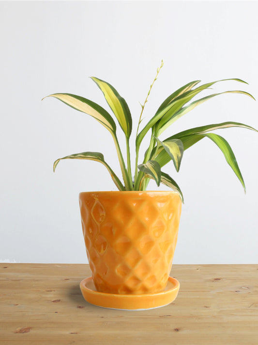 Spider Plant Golden (Small)