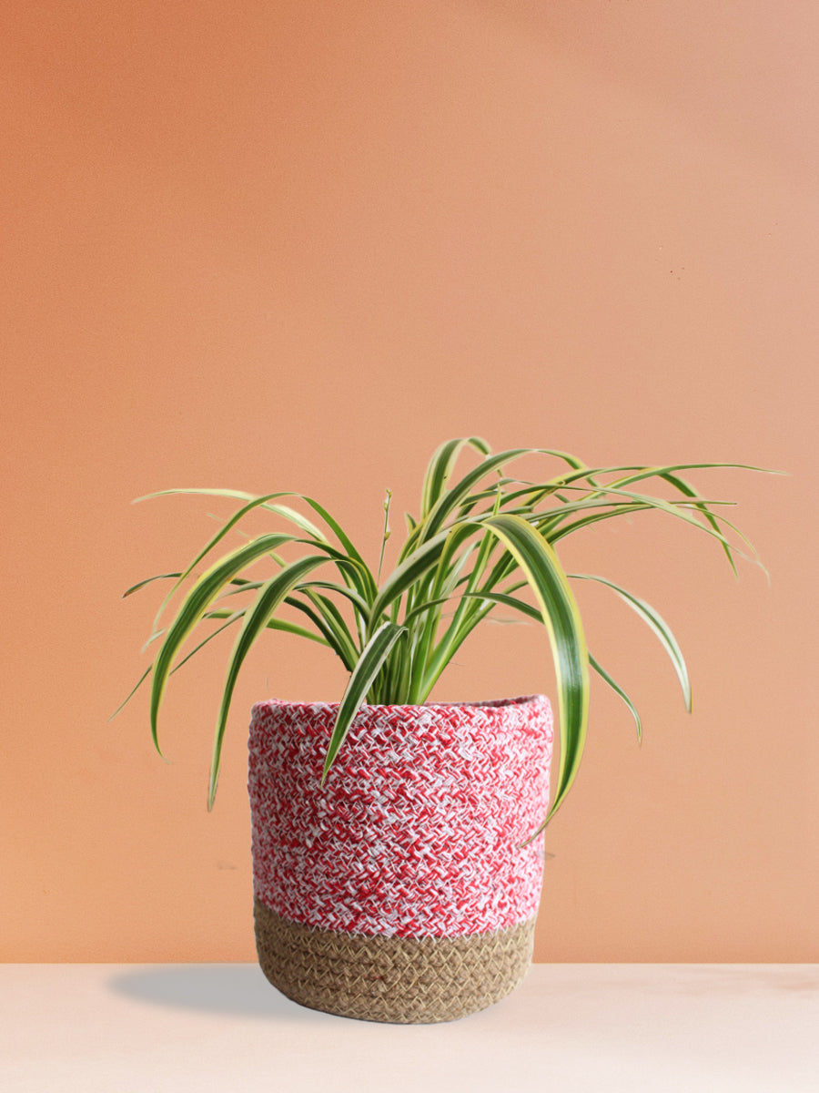 pink variegated spider plant Spider Plant Variegated (Medium) – Greenkin