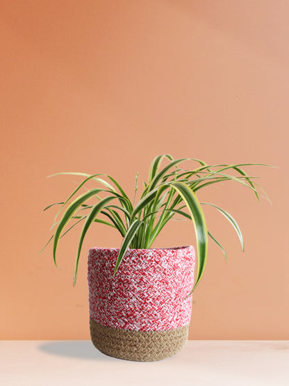 Spider Plant Variegated (Medium)