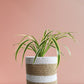 Spider Plant Variegated (Medium)