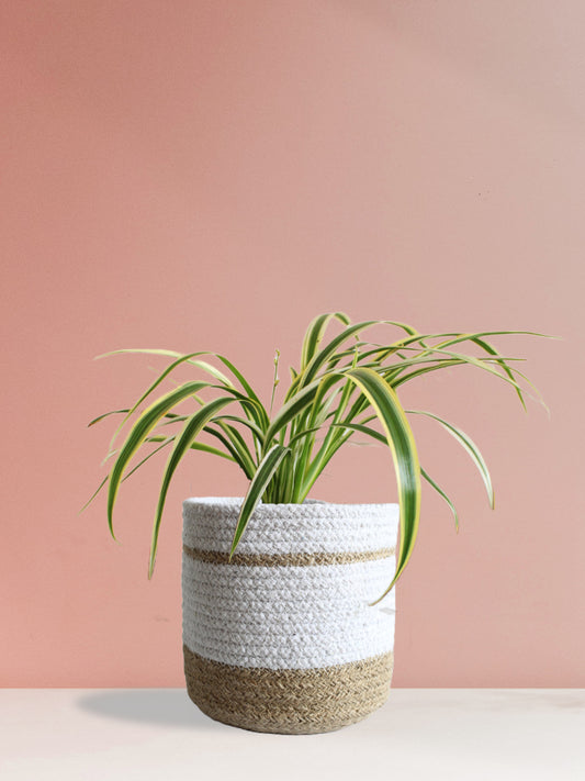 Spider Plant Variegated (Medium)