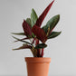 Stromanthe Sanguinea (Large)