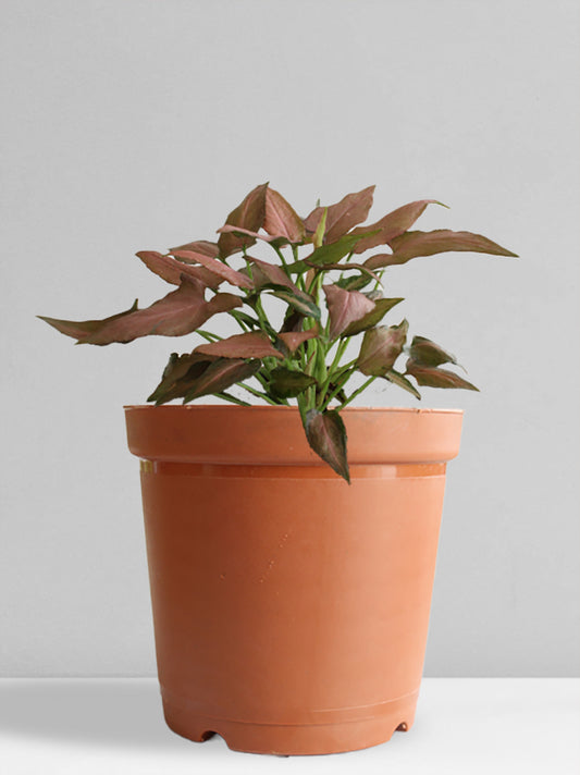 Syngonium Mickey (Medium)