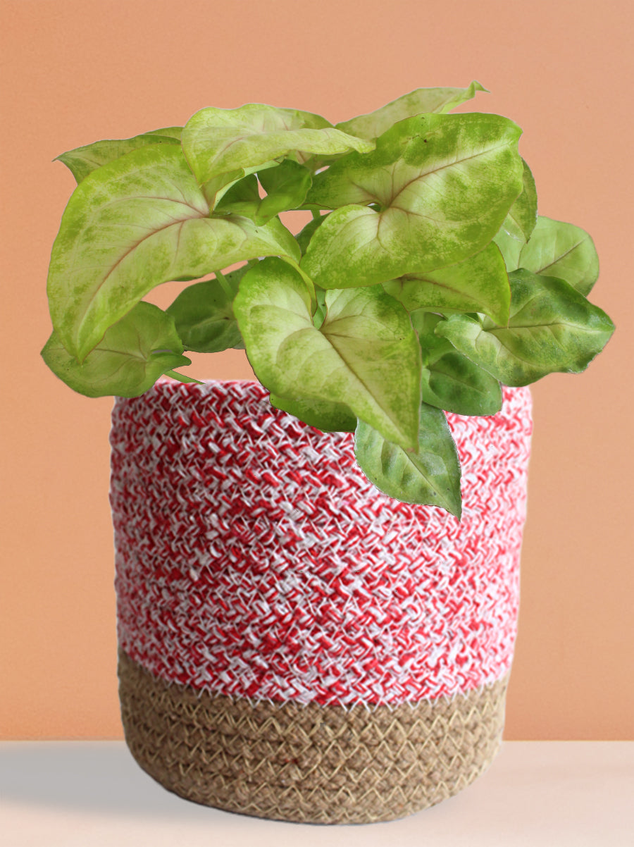 Syngonium Pink Vein (Medium)