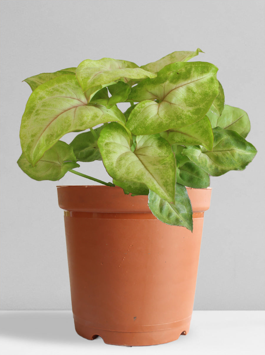 Syngonium Pink Vein (Medium)