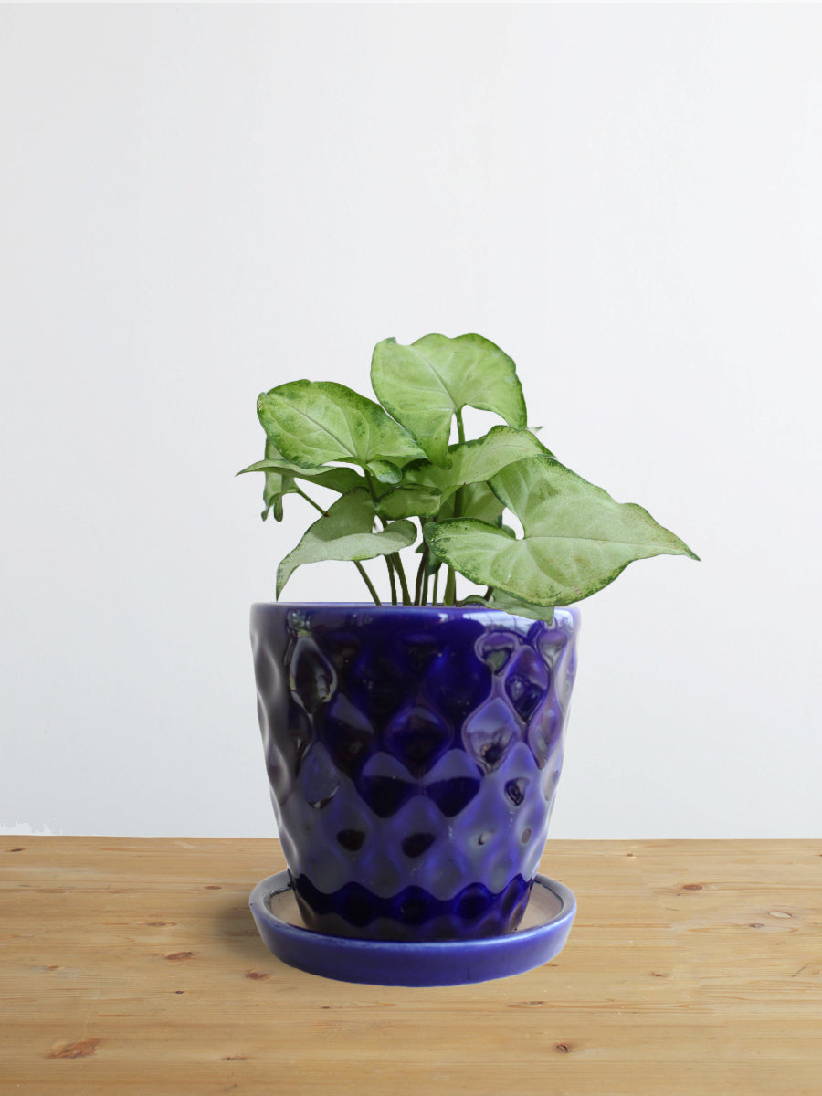 Syngonium Silver Pearl (Small)